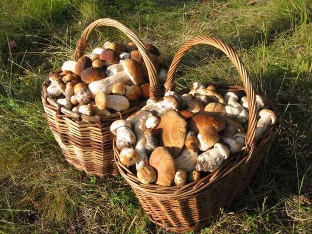 Два пенсионера собрали 19 кило грибов. Штраф - 124 тысячи рублей