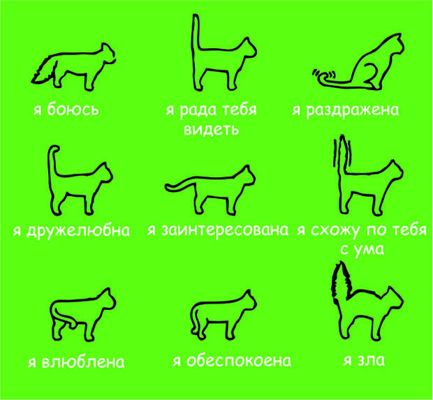 обозначение жестов кошки