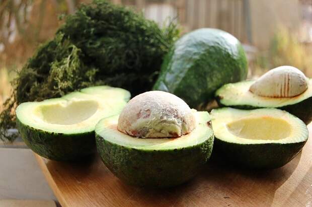 косточка авокадо применение