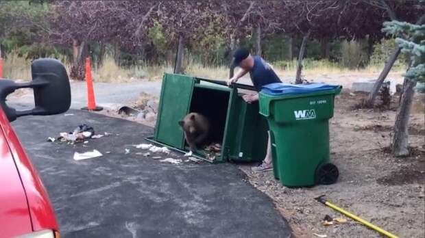 медвежата в мусорном баке