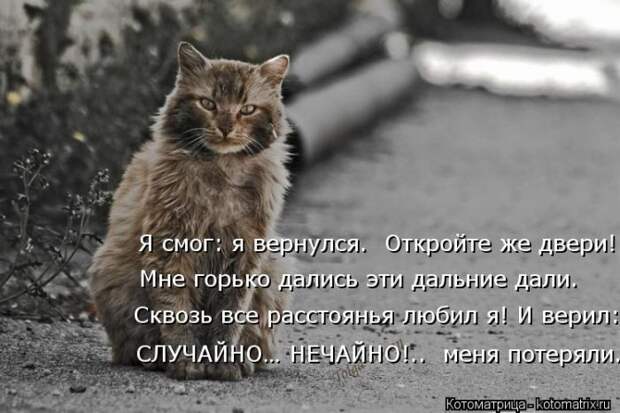 Лучшие котоматрицы недели Лучшие котоматрицы недели