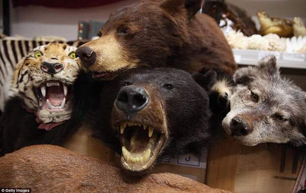 Разнообразие конфискованной контрабанды в аэропорту Лондона аэропорт, контрабанда, конфискация, Лондон, таможня