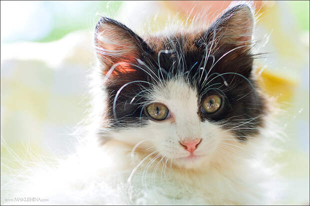 Котята и коты (27 фото)