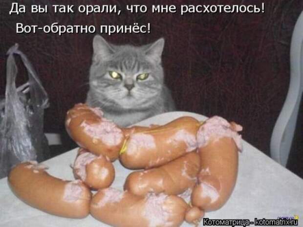 Свежая котоматрица (33 фото)