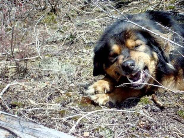 Трогающая до слез история спасения хозяина собакой, ценой собственной жизни пес спас хозяина ценой жизни, Мейсон спас хозйяку от волка, собака защитила хозяина от волка