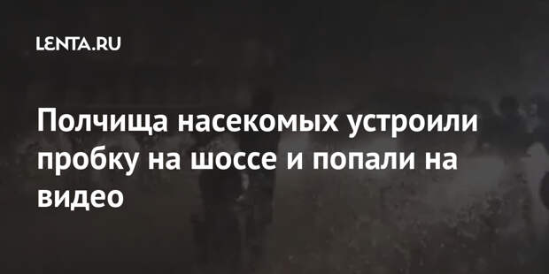 Полчища насекомых устроили пробку на шоссе и попали на видео