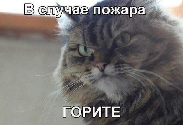 Картинки котяр с смешными надписями (34 фото) картинки, коты, юмор