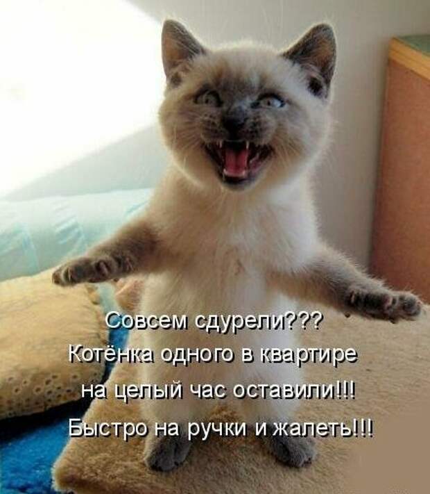 Картинки котяр с смешными надписями (34 фото) картинки, коты, юмор