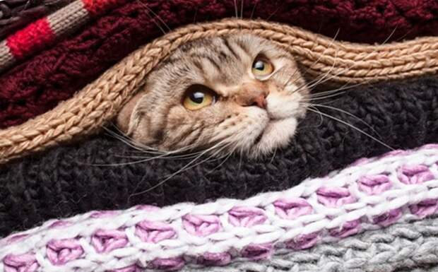 Как правильно хранить кошек котики, мебель, хранение, юмор