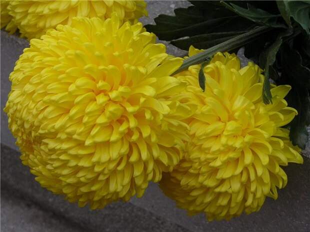 Обои Хризантемы Жёлтые хризантемы Никитская Сказка Цветы Фото 274482