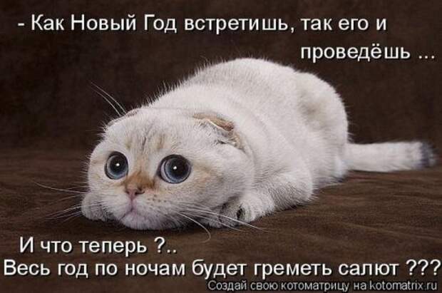 Лучшие котоматрицы недели, 25 фото