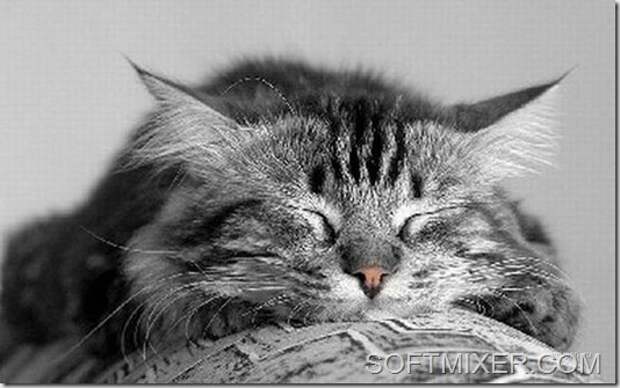 slp_cats_38