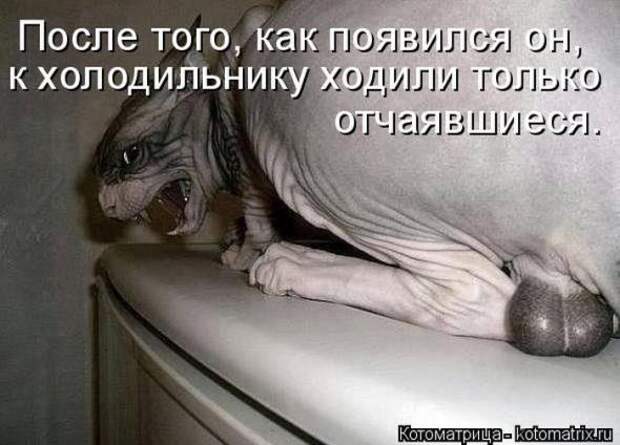 Котоматрицы(картинки с надписями)