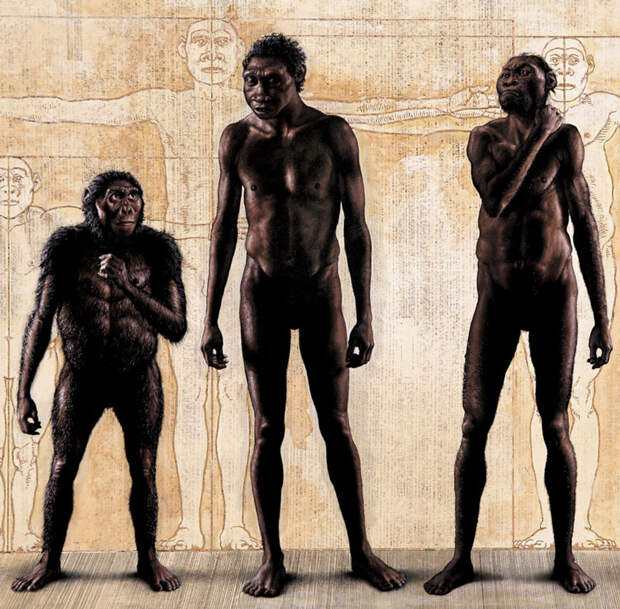 Загадочные Homo naledi - наши предки или двоюродные пращуры?