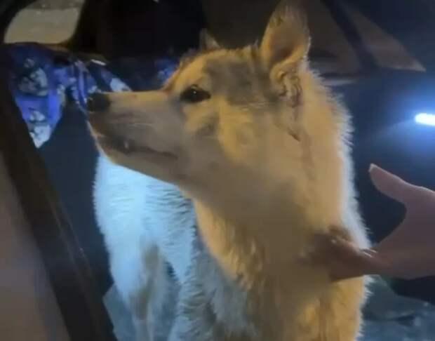 Электричка в Сочи сбила волка: чем закончилась резонансная история