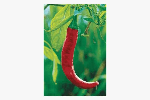 К какому семейству относится перец. Перца capsicum annuum. Вредители картофеля пасленовых. Перец стручковый однолетний. Красный перец алкалоиды.