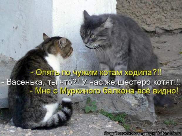 Котоматрицы(картинки с надписями)
