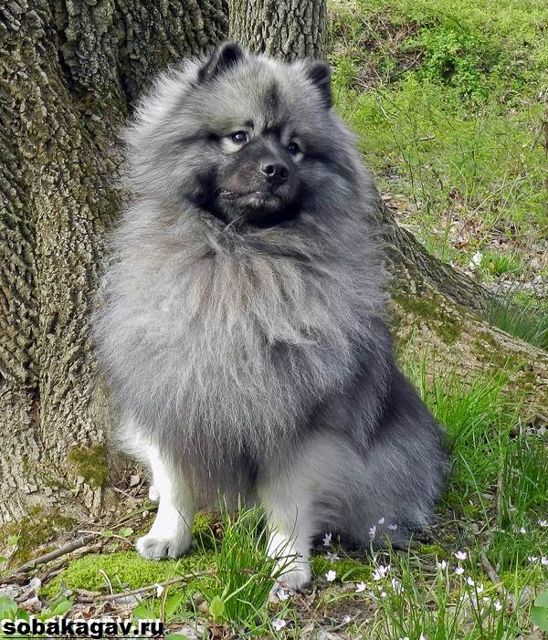 Кеесхонд собака. Описание, особенности, уход и цена породы кеесхонд