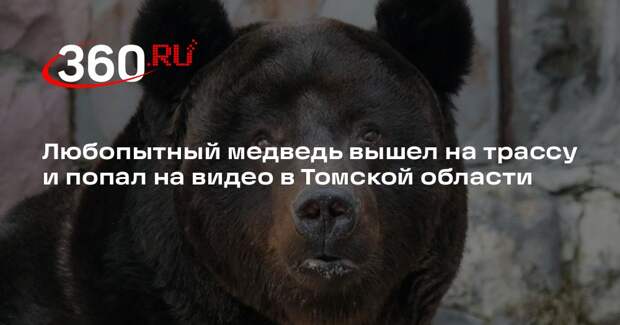 Любопытный медведь вышел на трассу и попал на видео в Томской области