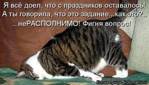 Свежая котоматрица (21 фото)