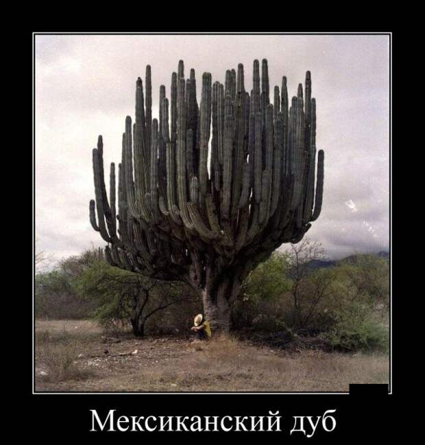 Демотиваторы (20 фото)