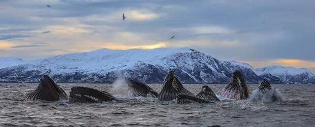 Arctic Whales