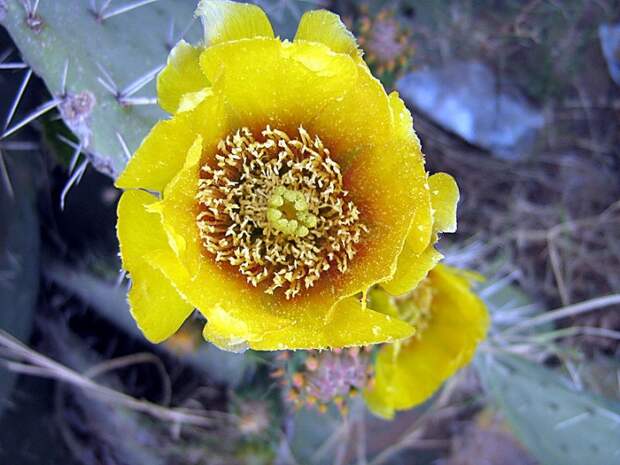 File:Opuntia Libya.jpg