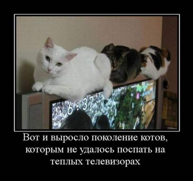 Позитивные демотиваторы про животных (20 фото) Позитивные демотиваторы про животных (20 фото)