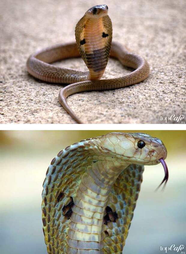 Самые красивые змеи: Очковая кобра. СС0
