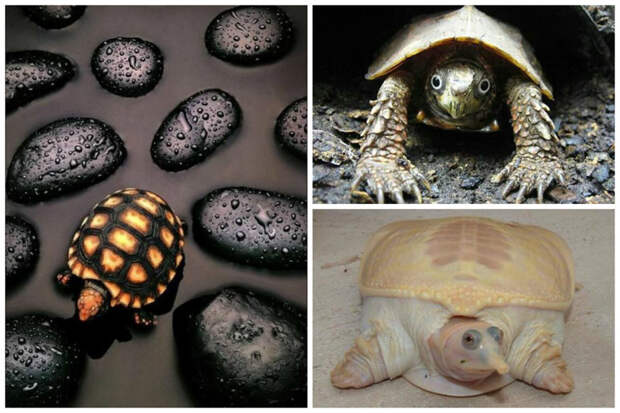 Самцы индийских черепах в брачный период изменяют свой цвет кожи в области глаз и носа. интересное, факты, фауна, черепахи