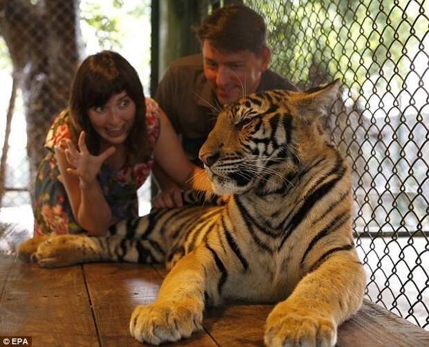 Общение с тиграми видео, жестокие развлечения, животные, страдания животных