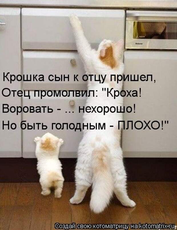 Котоматрицы(картинки с надписями)