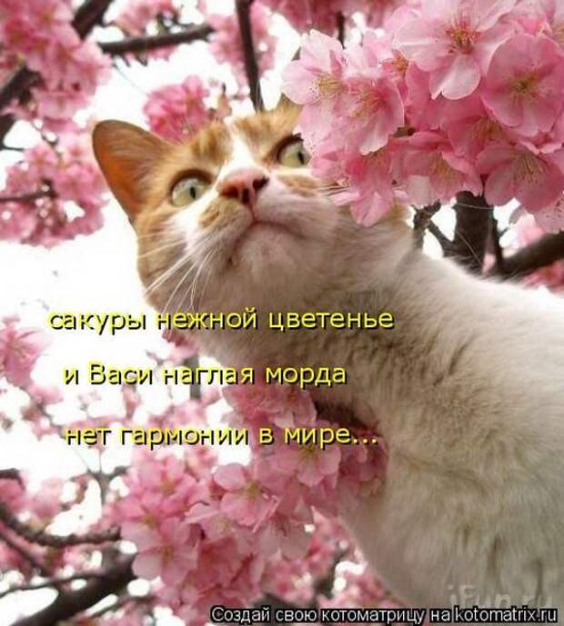 Лучшие котоматрицы недели