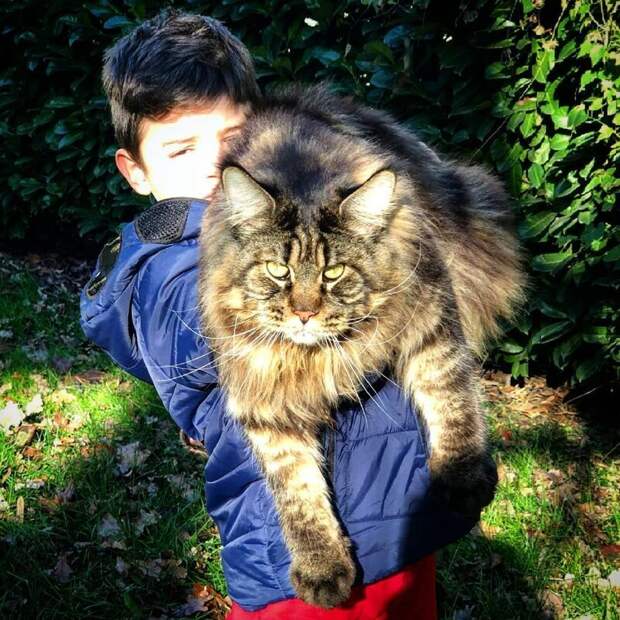 Самый длинный кот в мире попал в Книгу рекордов Гиннесса и стал звездой в Сети длина, домашний питомец, животные, кот, красавчик, милота, рекорд гиннесса