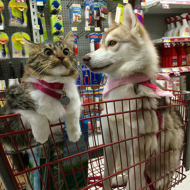 Без кота и жизнь не та