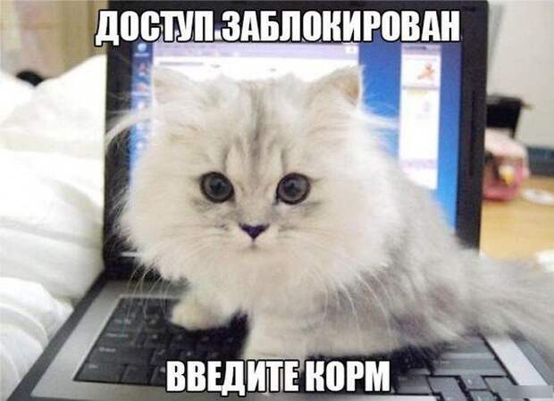 Картинки со смешными подписями