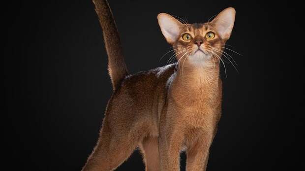 Российский кот стал самым красивым в мире: смотрим рейтинг