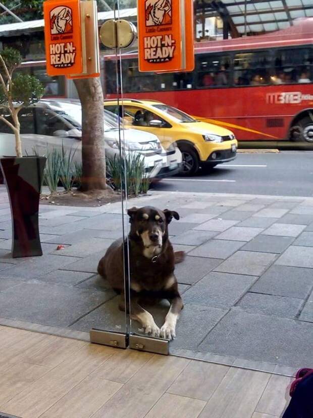 собака за дверями