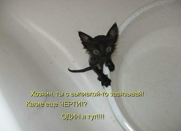 Картинки котяр с смешными надписями (34 фото) картинки, коты, юмор