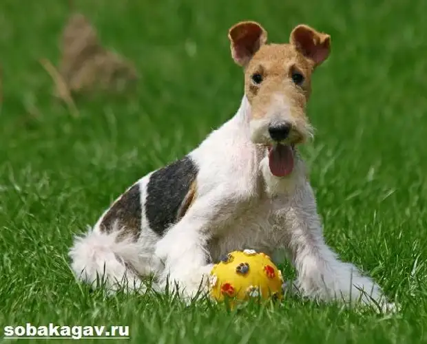 Фокстерьер собака. Описание, особенности, уход и цена фокстерьера