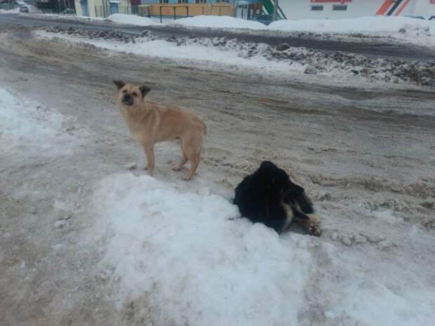 Следователи возбудили дело из-за стаи собак, обитающей в заброшенном общежитии Сызрани