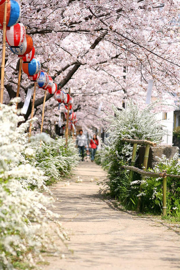 Цветение сакуры в Японии. Праздник ханами. Фото