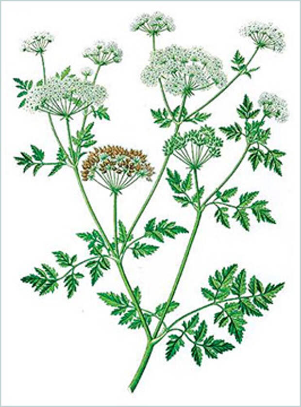 Болиголов пятнистый (Conium maculatum)