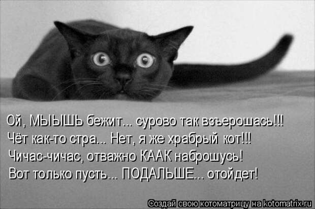 Котоматрица: Ой, МЫЫШЬ бежит... сурово так взъерошась!!! Чёт как-то стра... Нет, я же храбрый кот!!! Чичас-чичас, отважно КААК наброшусь! Вот только пусть... ПОД