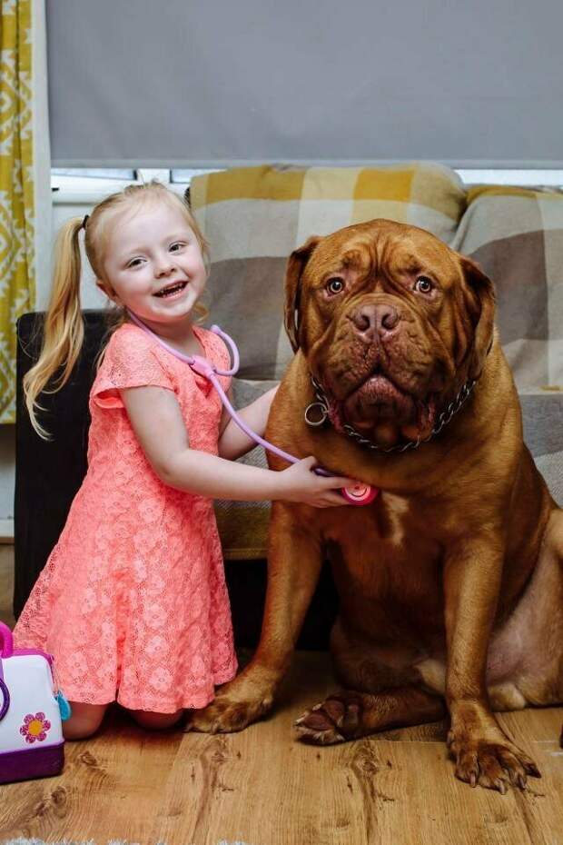 Кто бы мог подумать, что лучшим другом 4-летней девочки станет огромный французский мастиф дети, животные, истории, питомцы, собака, собаки, трогательно, фото