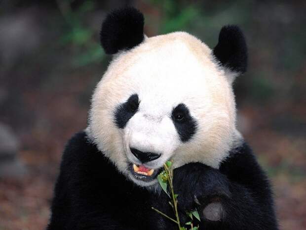 Giant Panda Bear Cubs