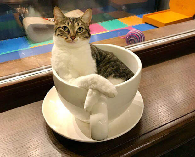 Котокафе. «Котики и люди» позиционирует себя в качестве альтернативного приюта – котики в кафе живут вне клеток, у них есть своя просторная комната. В кафе запрещено насильно брать питомцев на руки – только с согласия котиков. Фото: «Котики и люди»