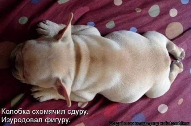 Котоматрицы(картинки с надписями)