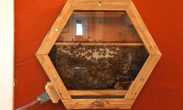 Любитель природы заменил аквариум в доме на прозрачный улей и теперь наблюдает как пчелы делают мед