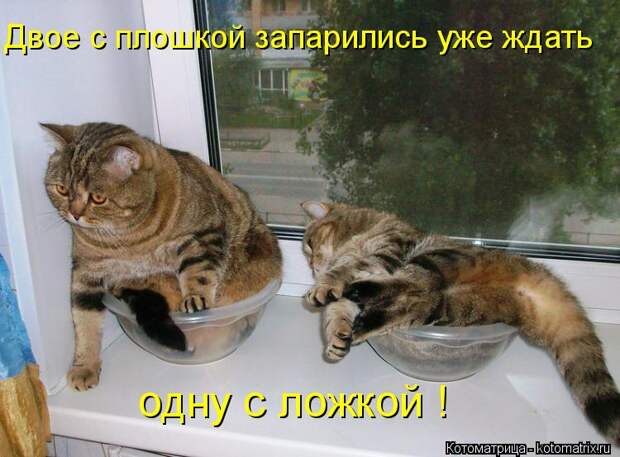 Котоматрица: Двое с плошкой запарились уже ждать одну с ложкой !
